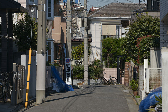 街のねこたち