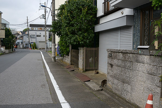 街のねこたち