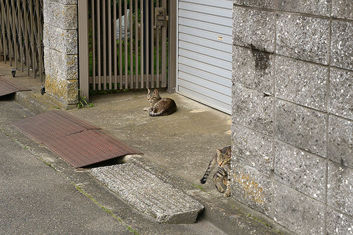 街のねこたち