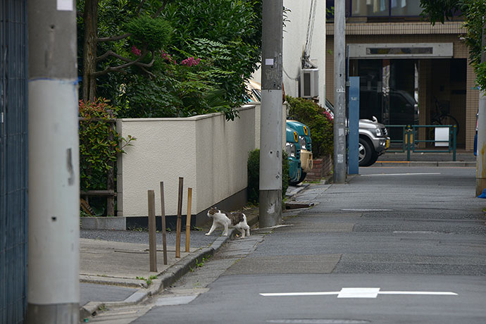 街のねこたち