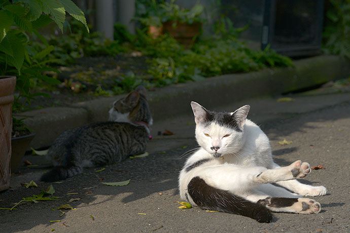 街のねこたち