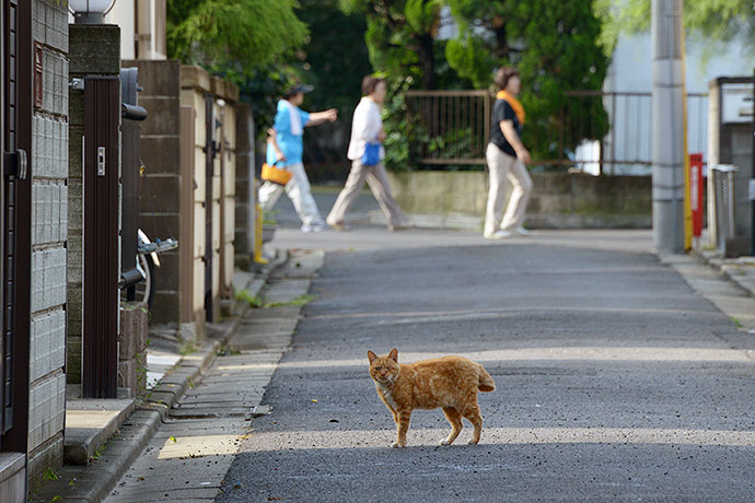 街のねこたち