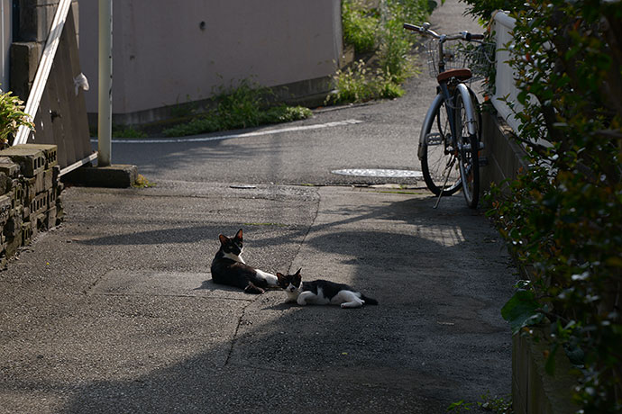 街のねこたち