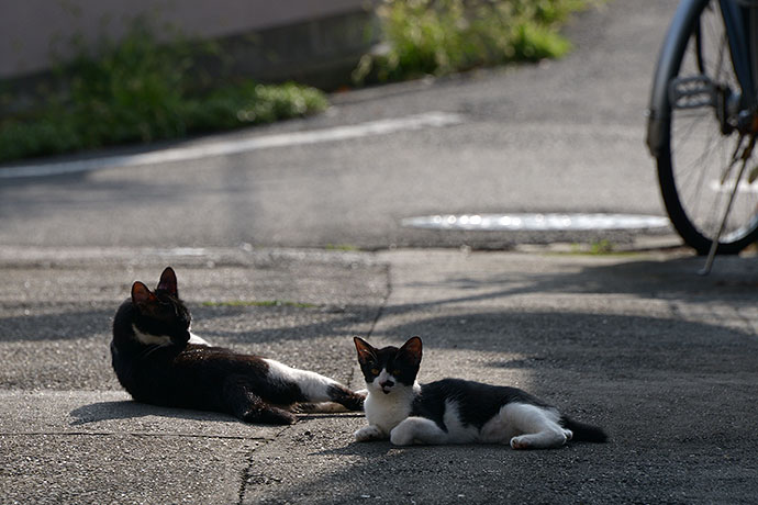 街のねこたち
