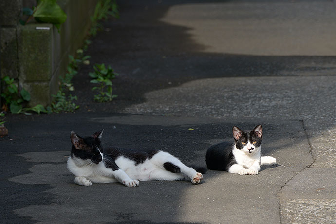 街のねこたち