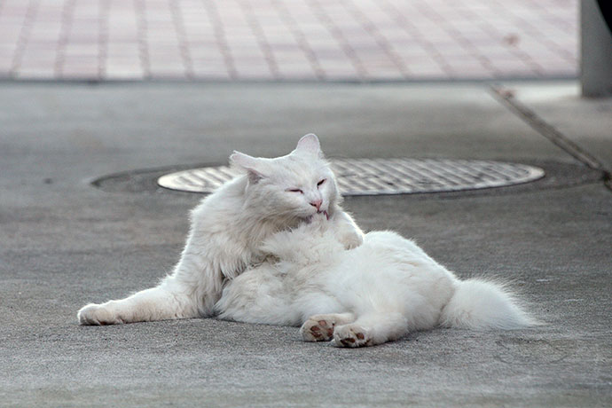 街のねこたち