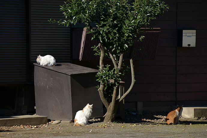 街のねこたち