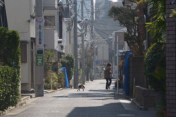 街のねこたち