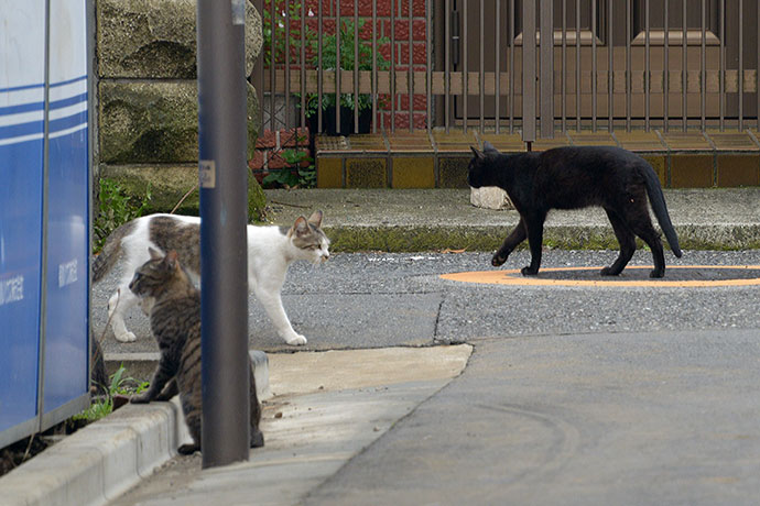 街のねこたち