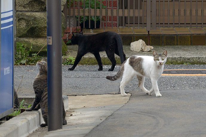 街のねこたち