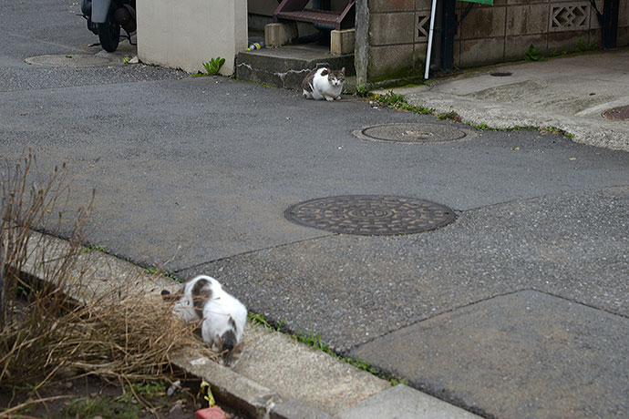 街のねこたち