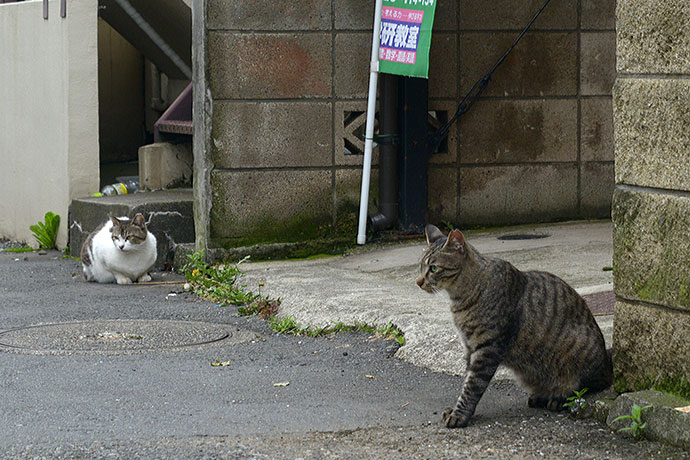 街のねこたち