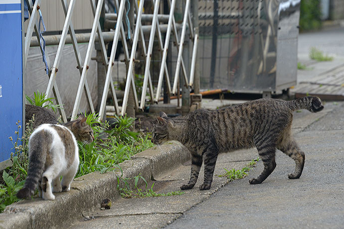 街のねこたち