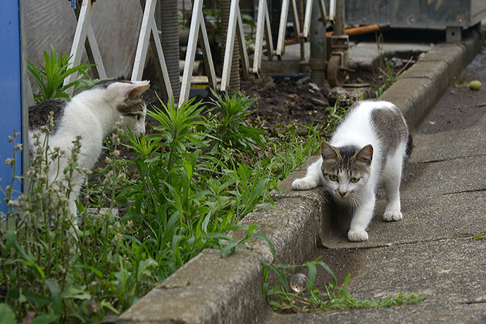 街のねこたち