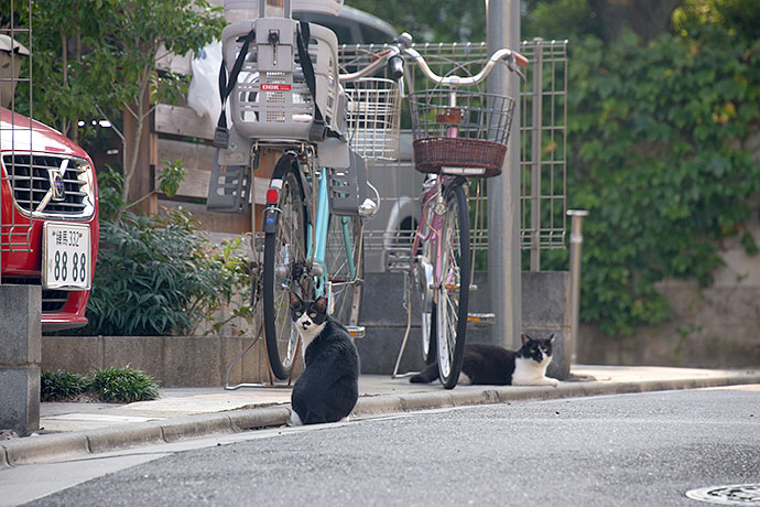 街のねこたち