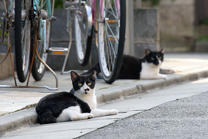 街のねこたち