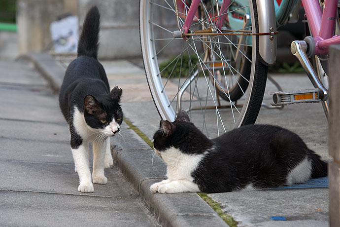 街のねこたち