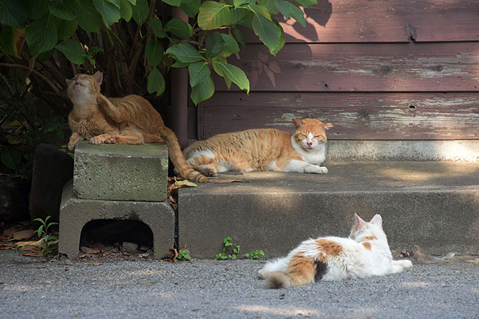 街のねこたち