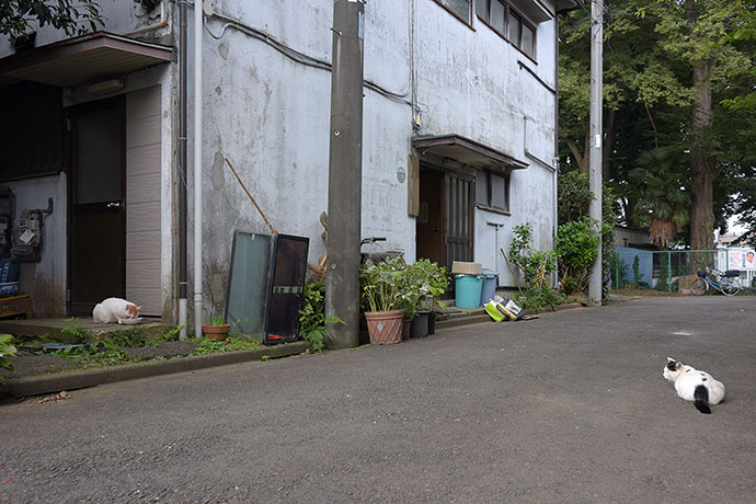 街のねこたち