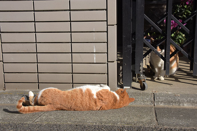 街のねこたち