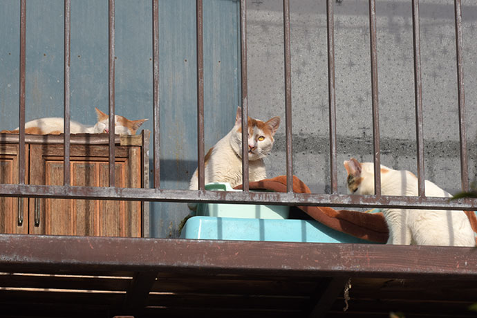 街のねこたち