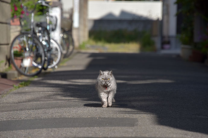 街のねこたち