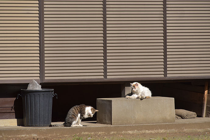 街のねこたち