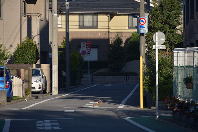 街のねこたち