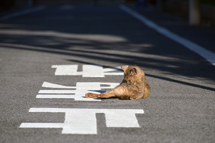 街のねこたち