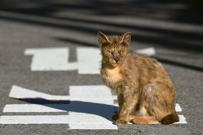 街のねこたち