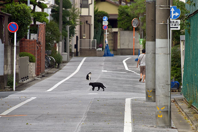 街のねこたち