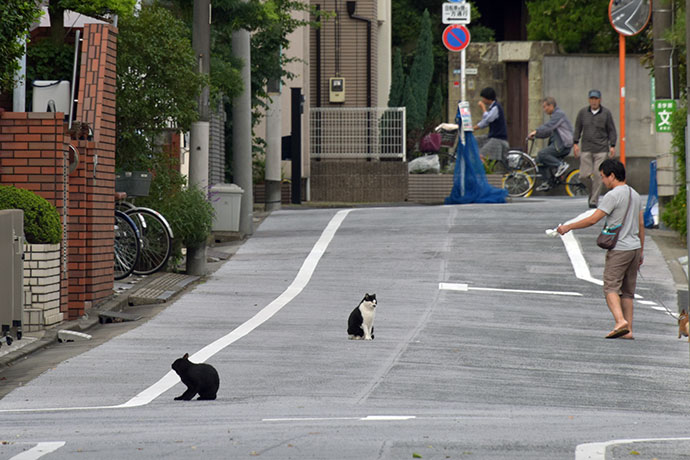 街のねこたち