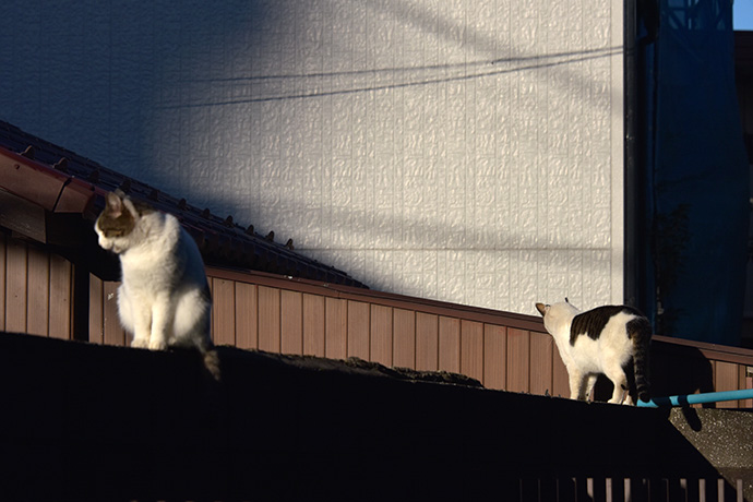 街のねこたち