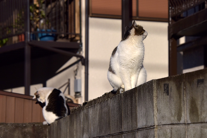 街のねこたち