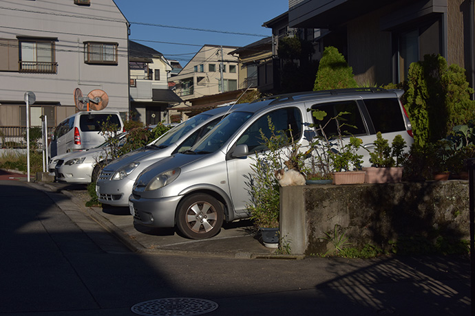 街のねこたち