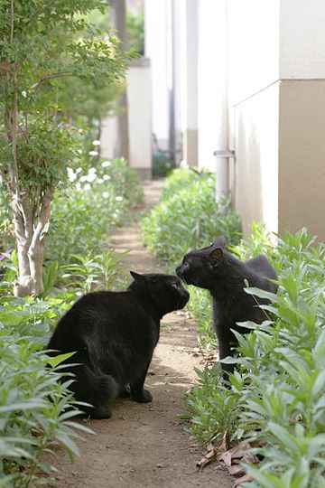 街のねこたち