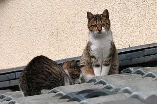 街のねこたち