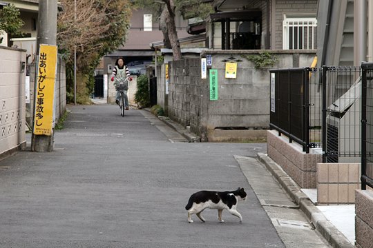 街のねこたち