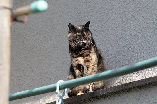 太田区のねこ
