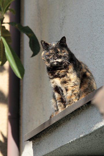 太田区のねこ