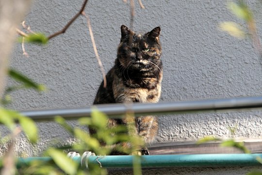 太田区のねこ