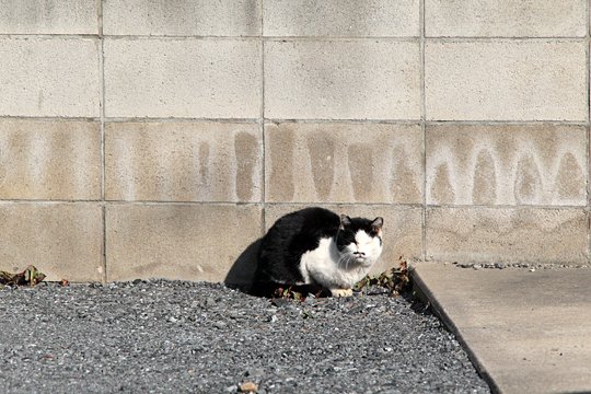太田区のねこ