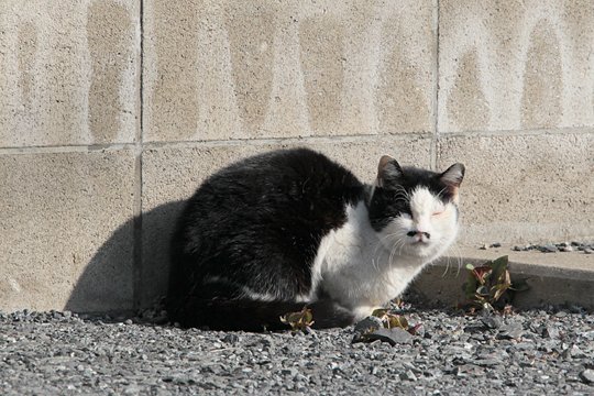 太田区のねこ