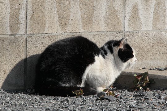 太田区のねこ