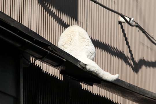 太田区のねこ