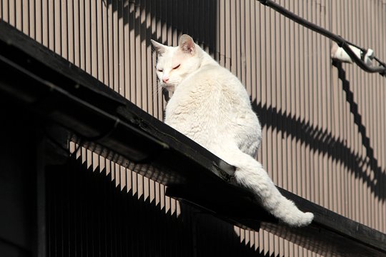 太田区のねこ