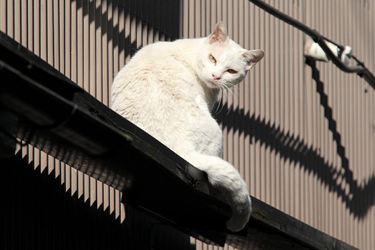 太田区のねこ