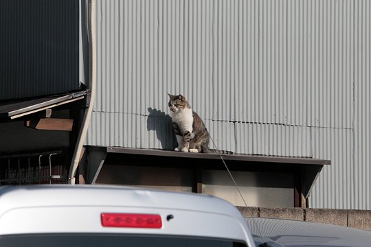 太田区のねこ