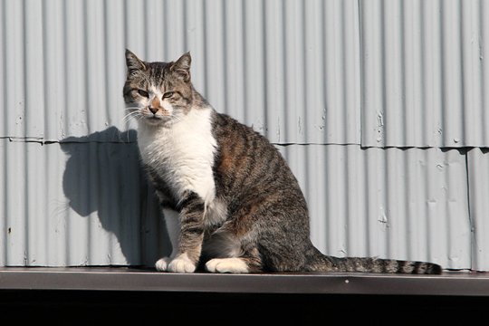 太田区のねこ
