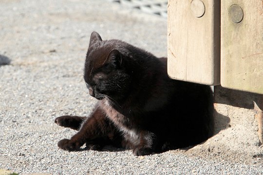 太田区のねこ